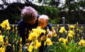 summer garden