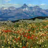 wildflowers on the Yellowstone River