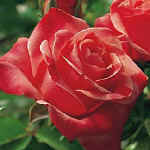 MOM's Rose