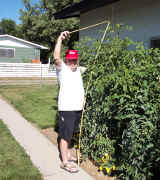 Tomato Plants  