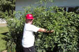 Tomato Plants  