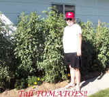 Tall Tomatoes